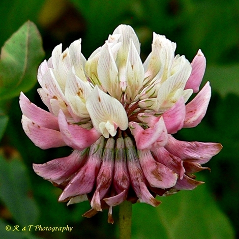 {Trifolium hybridum}